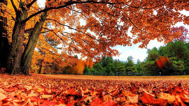 How to care for your skin in autumn - MallorcaWellness